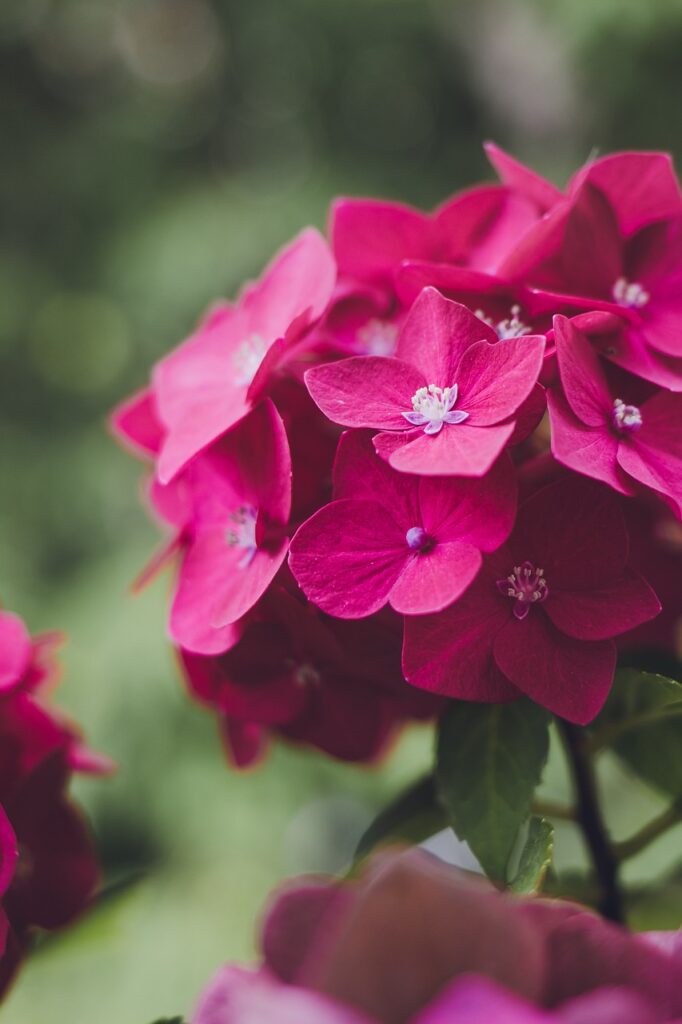 flower, hydrangea, plant, flower background, blossom, bloom, nature, petals, garden, flower wallpaper, beautiful flowers, magenta, pink, flora, close up, summer flower, greeting card, greeting, floral greeting, all good, get well soon